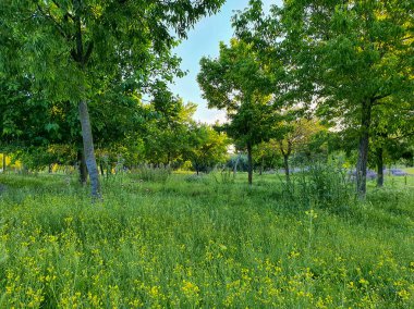 park of the crosses in Madrid