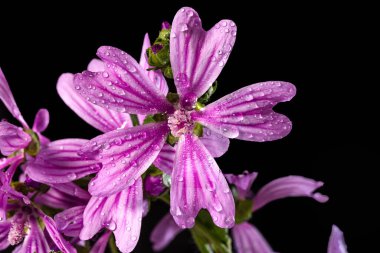 malva flower on black background in macro photography