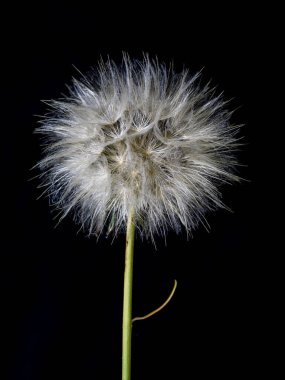 Karahindiba çiçekleri olgunluk çağında, yaz bitkilerinde ise havadan tohum.