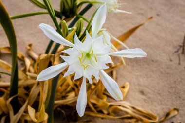 Flower, in the dunes of the beach, called Pancratium Maritimum, and known as sea lily