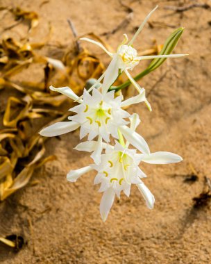 Flower, in the dunes of the beach, called Pancratium Maritimum, and known as sea lily