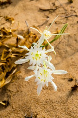 Flower, in the dunes of the beach, called Pancratium Maritimum, and known as sea lily