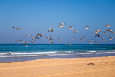 Seagulls flying over the Barrosa beach in Sancti Petri, Cadiz