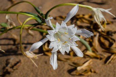 Flower, in the dunes of the beach, called Pancratium Maritimum, and known as sea lily