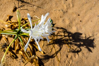 Flower, in the dunes of the beach, called Pancratium Maritimum, and known as sea lily