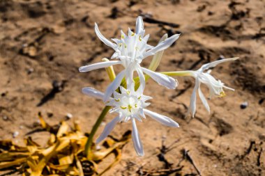 Flower, in the dunes of the beach, called Pancratium Maritimum, and known as sea lily
