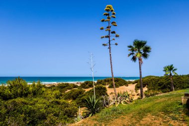 La Barrosa plajı, sular çekildiğinde, Sancti Petri, Chiclana de la Frontera, Cadiz, İspanya