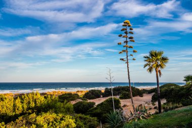La Barrosa plajı, sular çekildiğinde, Sancti Petri, Chiclana de la Frontera, Cadiz, İspanya