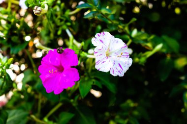 Mirabilis jalapa yaz bahçesinde