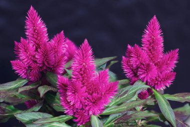 Güzel Celosia Plumosa bahçede