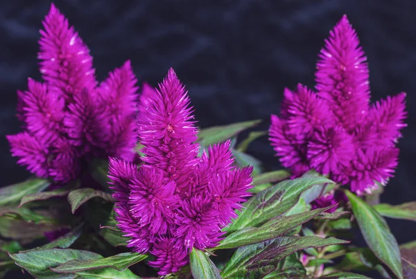 Güzel Celosia Plumosa bahçede