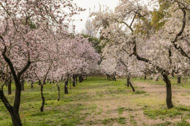 Alleys of blooming almond trees with pink flowers in Madrid, Spain. Pink almond trees in bloom at Quinta de los Molinos city park downtown Madrid at Alcala street in early spring.