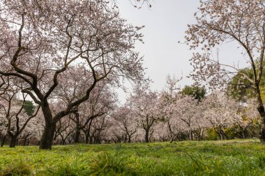 Alleys of blooming almond trees with pink flowers in Madrid, Spain. Pink almond trees in bloom at Quinta de los Molinos city park downtown Madrid at Alcala street in early spring.