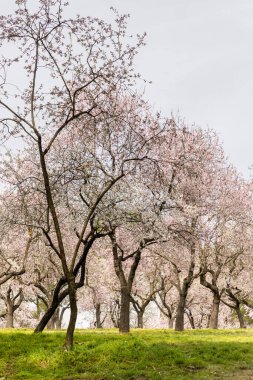 Alleys of blooming almond trees with pink flowers in Madrid, Spain. Pink almond trees in bloom at Quinta de los Molinos city park downtown Madrid at Alcala street in early spring.