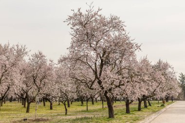 Alleys of blooming almond trees with pink flowers in Madrid, Spain. Pink almond trees in bloom at Quinta de los Molinos city park downtown Madrid at Alcala street in early spring.