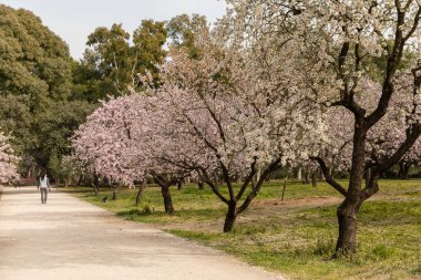 Alleys of blooming almond trees with pink flowers in Madrid, Spain. Pink almond trees in bloom at Quinta de los Molinos city park downtown Madrid at Alcala street in early spring.