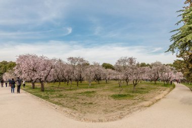 Alleys of blooming almond trees with pink flowers in Madrid, Spain. Pink almond trees in bloom at Quinta de los Molinos city park downtown Madrid at Alcala street in early spring.