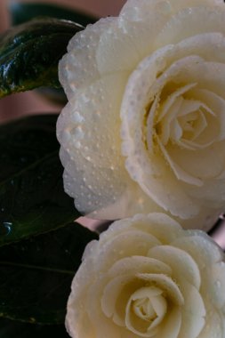 White camellia flowers blooming in a hedge