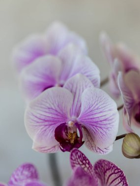 Mor orkide çiçek phalaenopsis