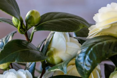 White camellia flowers blooming in a hedge