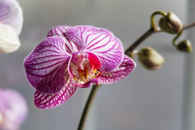 Mor orkide çiçek phalaenopsis