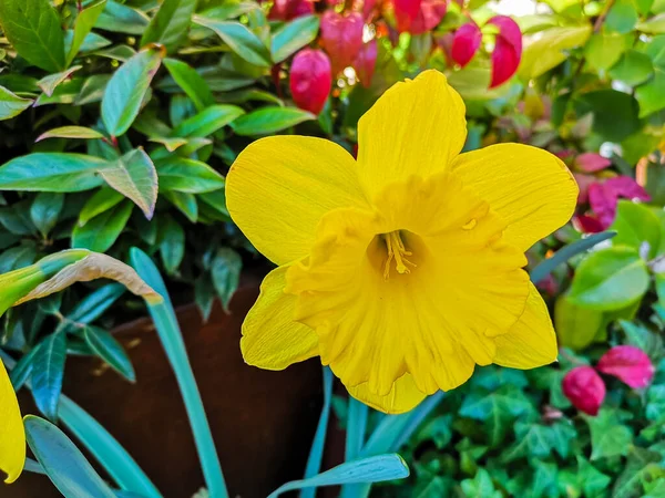 Νάρκισσος Λουλούδι Στον Κήπο — Φωτογραφία Αρχείου