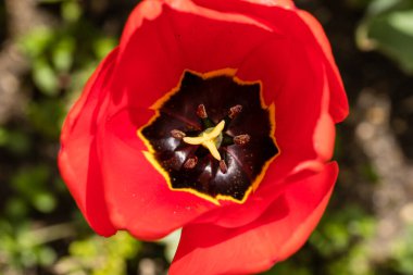 Tulipa Apeldoorn flower grown in a garden