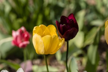 tulip flower grown in a garden