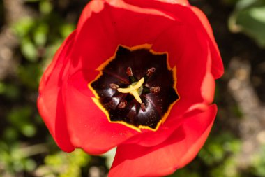 Tulipa Apeldoorn flower grown in a garden