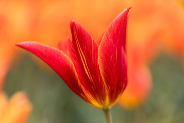 Tulipa Bellerina flower grown in a garden