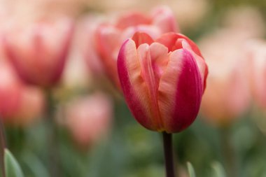 Tulipa Apricot Foxx flower grown in a garden