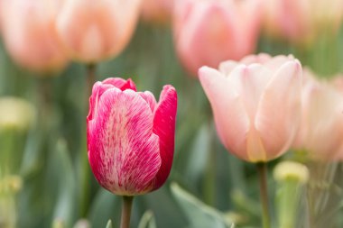 Tulipa Apricot Foxx flower grown in a garden