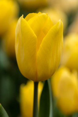 Tulipa Strong Gold flower grown in a garden