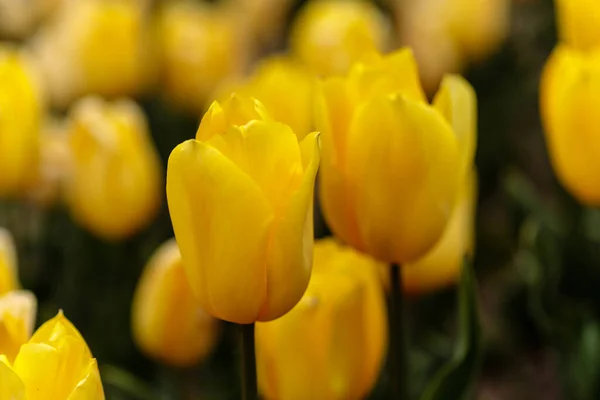 Tulipa Strong Gold flower grown in a garden
