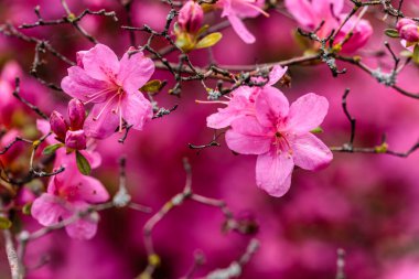Purple Rhododendron 'Hinomayo' in flower