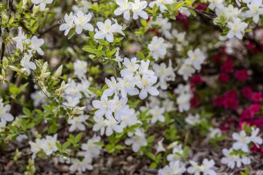 Rhododendron White Lady in a garden