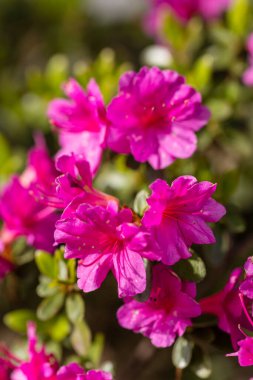 Rhododendron Amoenum in a garden