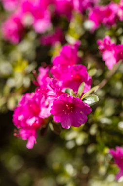 Rhododendron Amoenum in a garden