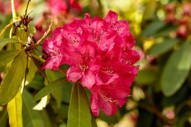 Rhododendron arboreum subsp. delavayi