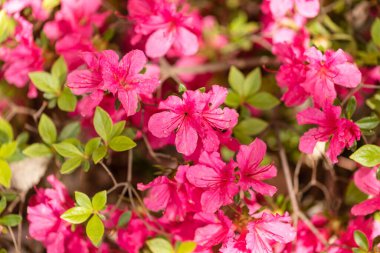 Rhododendron in a garden Rhododendron in a garden