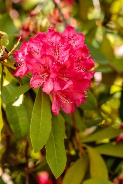 Rhododendron arboreum subsp. delavayi