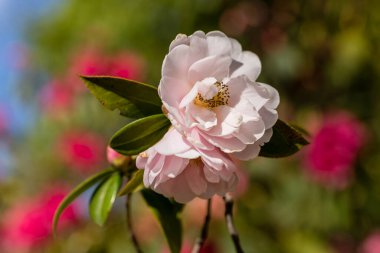 Rhododendron X Clivianum in a garden