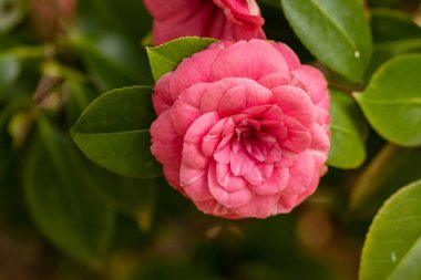 Camellia Japonica Reine des Fleurs in a garden