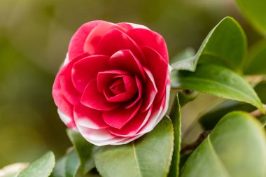 Camellia Japonica Camelio in a garden