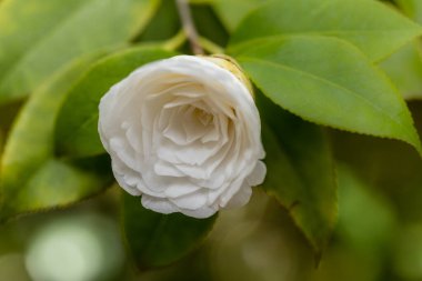 Camellia Japonica Fimbriata in a garden