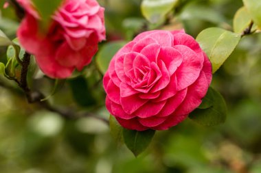 Camellia Japonica Dr. Baltazar de Mello in a garden