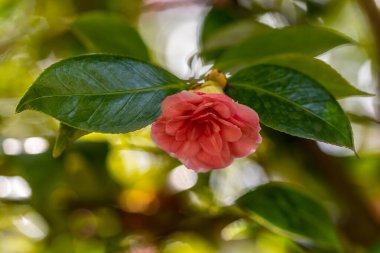 Camellia in a garden