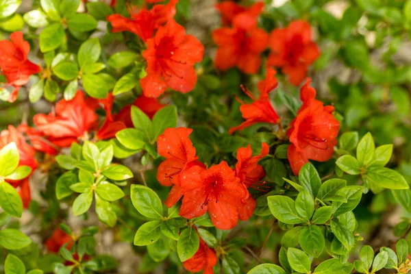 Rhododendron Nordlicht Κήπο — Φωτογραφία Αρχείου