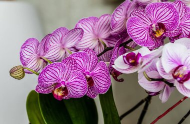 pencerede mor orkide