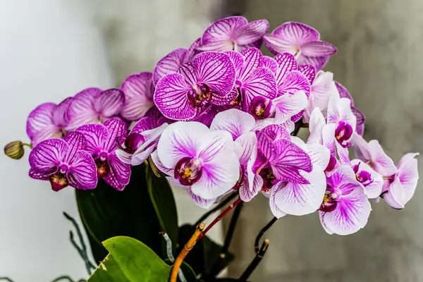 Purple Orchid Window — Stock Photo, Image